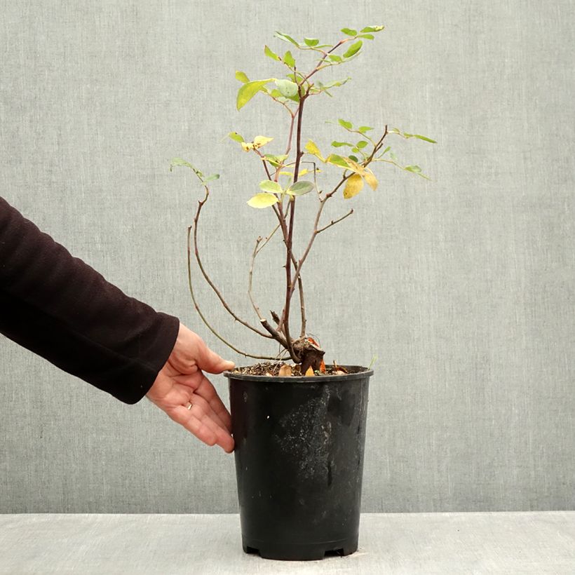 Exemplar von Rosa Pink Double Knock Out - Bodendecker-Rose Topf mit 4L/5L wie im Herbst geliefert