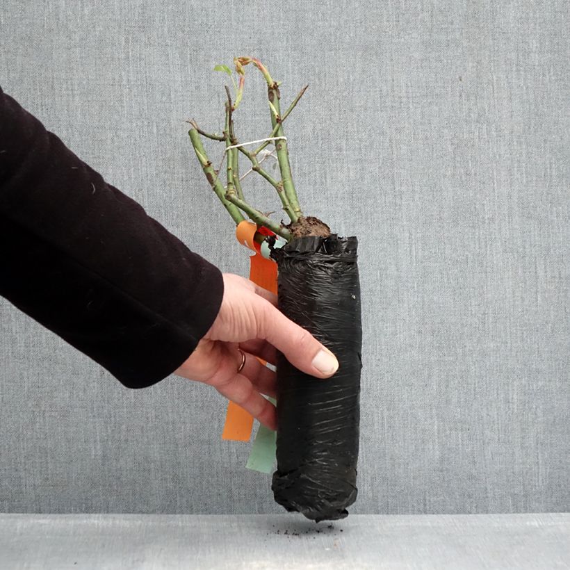 Exemplar von Rosa Pink Double Knock Out - Bodendecker-Rose Wurzelnackt in Beutel wie im Winter geliefert