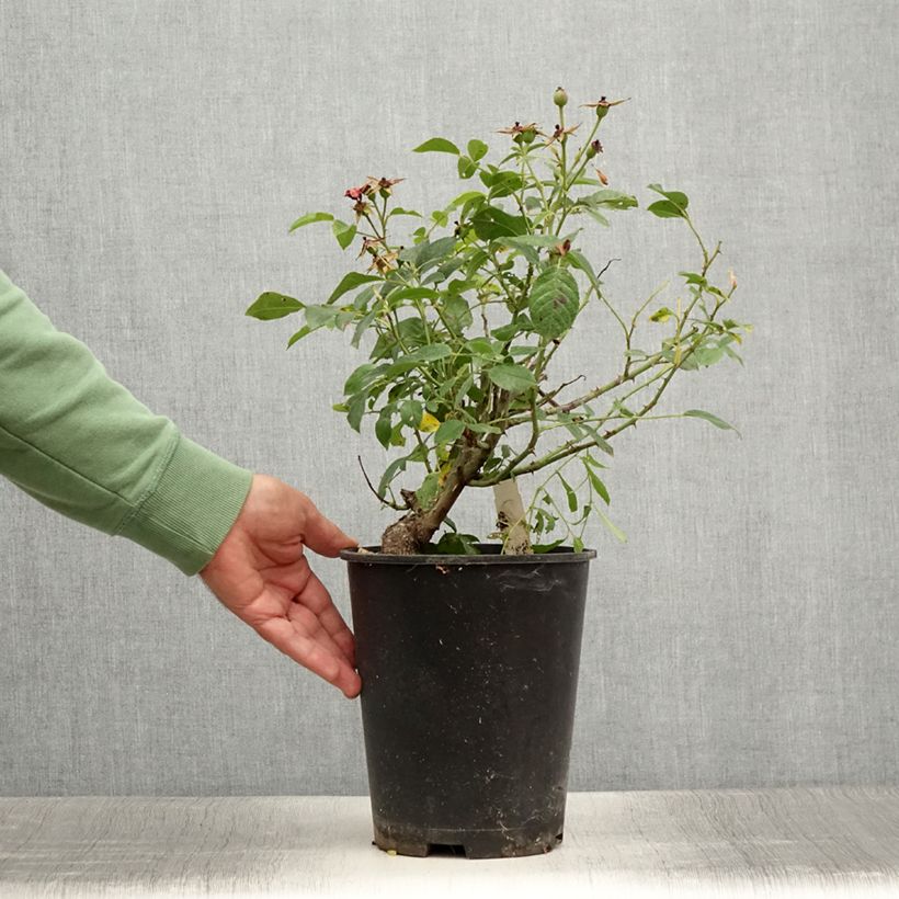 Example of Rosa Pink Flash Trakeeplac - Bodendecker-Rose Topf mit 4L/5L as you get in ete