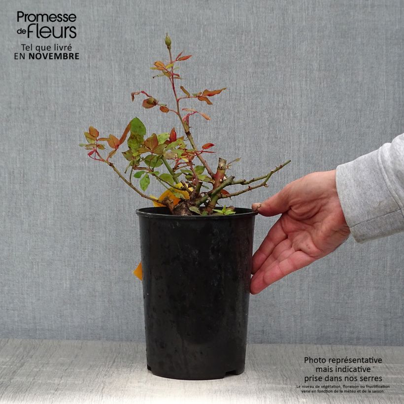Example of Rosier couvre-sol Pink Knock Out (Rodin) Pot de 3L/4L as you get in automne