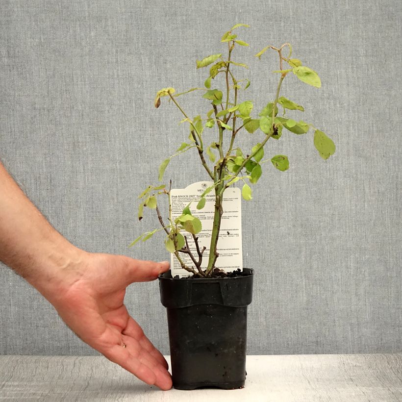 Example of Rosa Pink Knock Out - Bodendecker-Rose Topf 10 cm/11cm as you get in ete