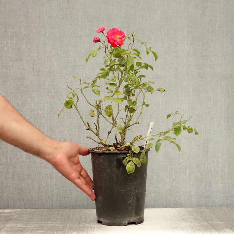 Example of Rosa Rigo Bonaparte - Bodendecker-Rose Topf mit 2L/3L as you get in ete