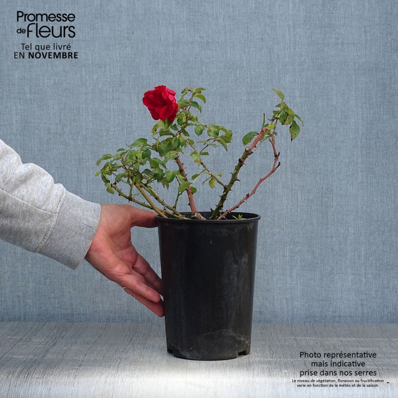 Example of Rosa Rigo Rotilia - Bodendecker-Rose Topf mit 2L/3L as you get in automne