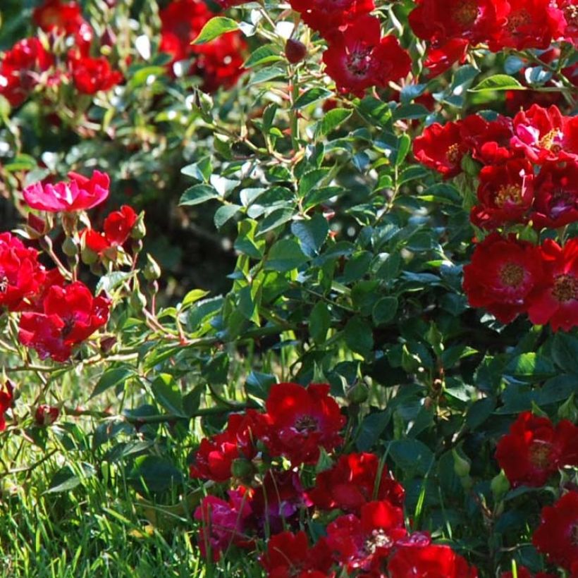 Rosa Rouge Cascade - Bodendecker-Rose (Foliage)
