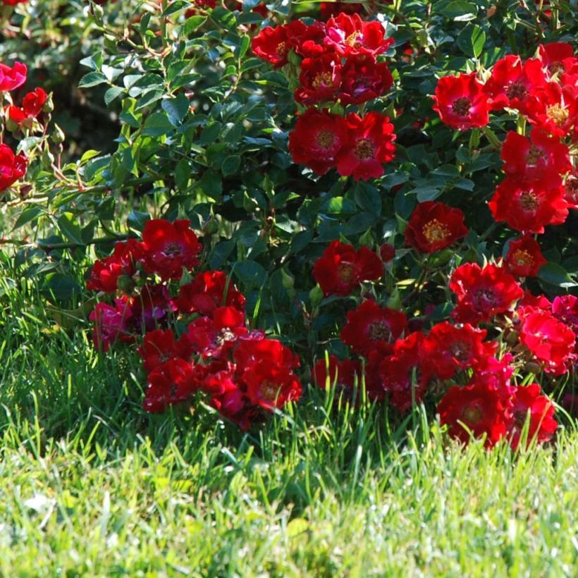 Rosa Rouge Cascade - Bodendecker-Rose (Flowering)
