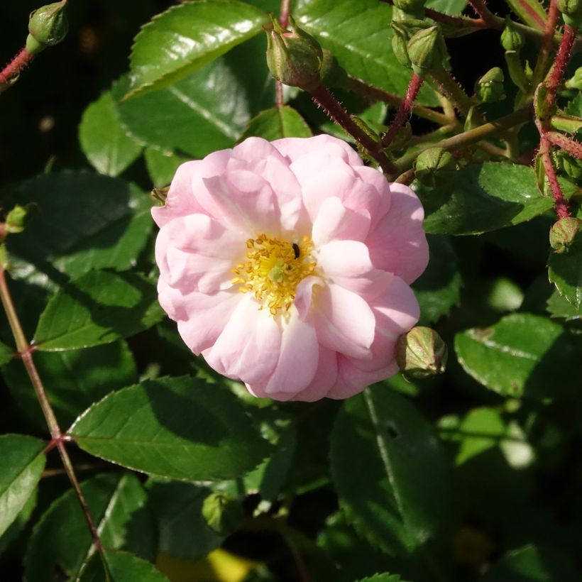 Rosa Satina - Bodendecker-Rose (Blüte)