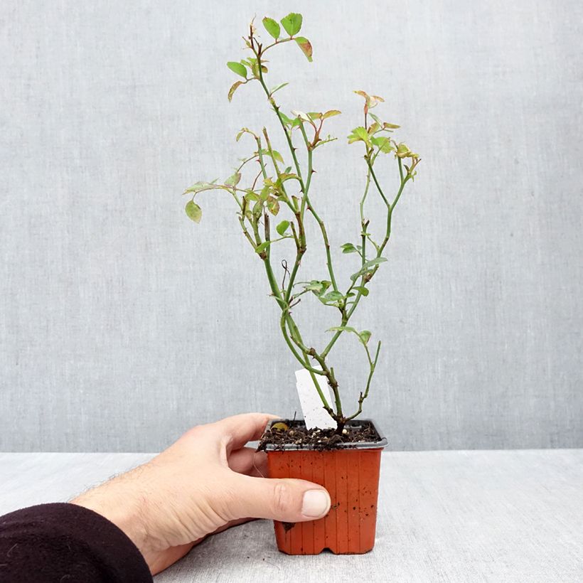 Exemplar von Rosa Sea Foam - Bodendecker-Rose Kleine Töpfe von 8/9 cm wie im Herbst geliefert