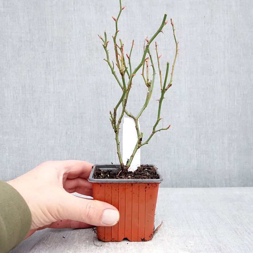 Exemplar von Rosa Sea Foam - Bodendecker-Rose Kleine Töpfe von 8/9 cm wie im Winter geliefert