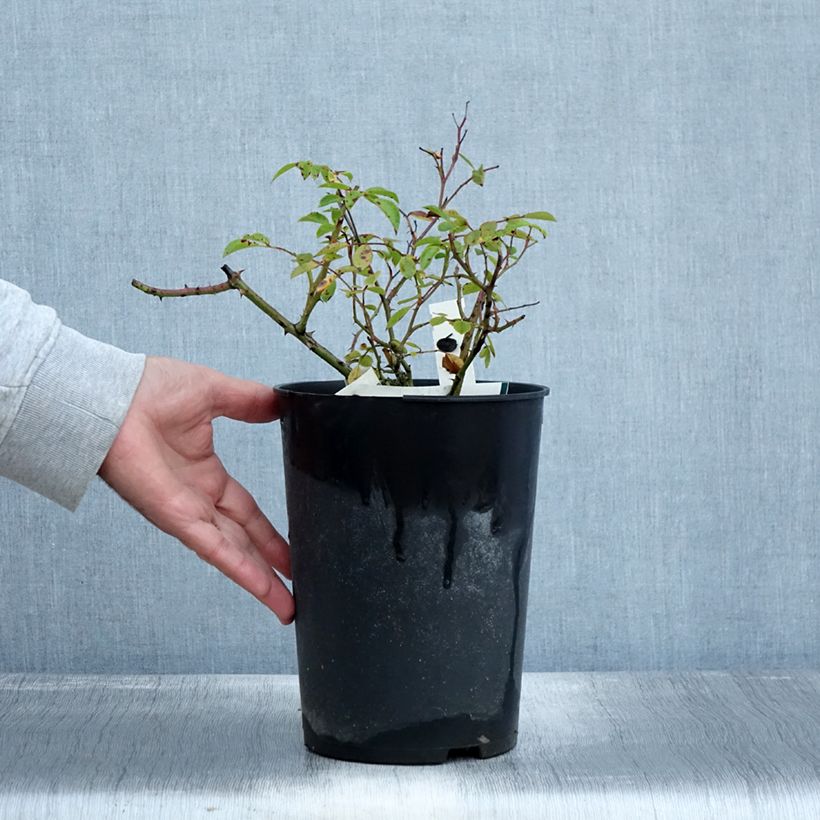 Example of Rosa Snow Star - Bodendecker-Rose Topf mit 4L/5L as you get in automne