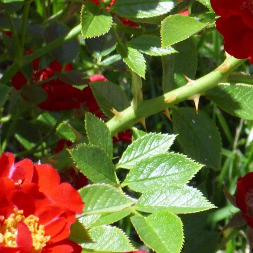Rosa Tapis Rouge Interop - Bodendecker-Rose (Foliage)