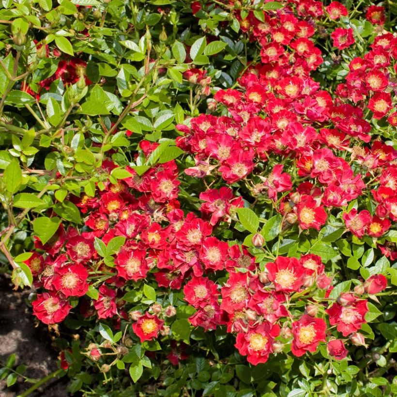 Rosa Tapis Rouge Interop - Bodendecker-Rose (Flowering)