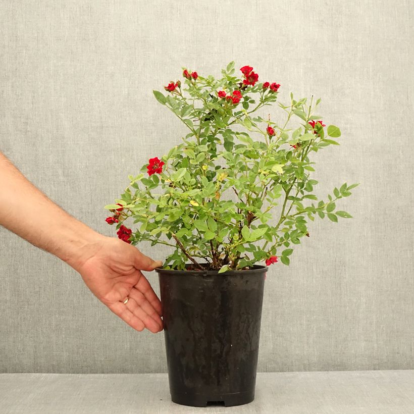 Example of Rosa Tapis Rouge Interop - Bodendecker-Rose Topf mit 2L/3L as you get in ete