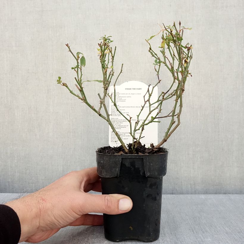 Exemplar von Rosa The Fairy - Bodendecker-Rose Topf 10 cm/11cm wie im Herbst geliefert