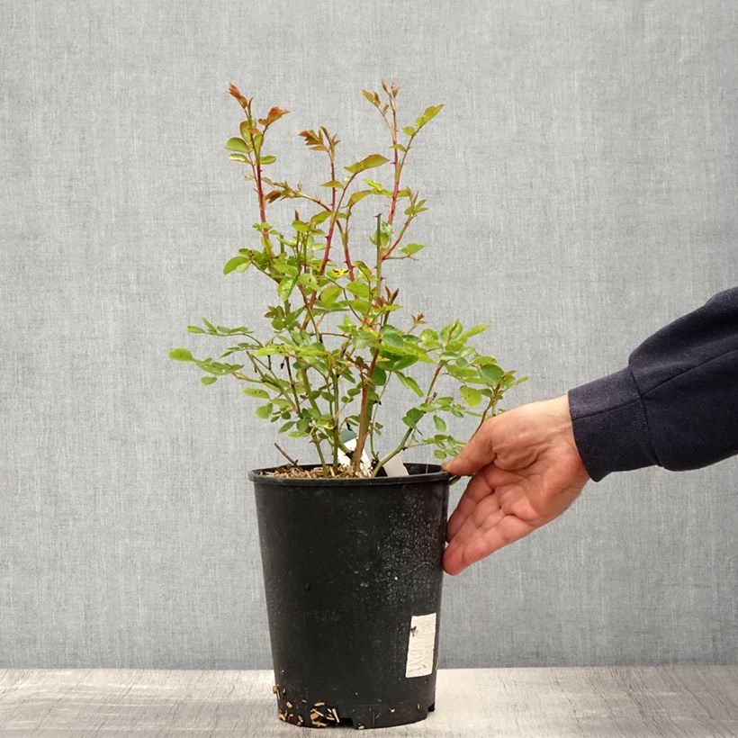 Exemplar von Rosa The Faun - Bodendecker-Rose Topf mit 4L/5L wie im Frühjahr geliefert