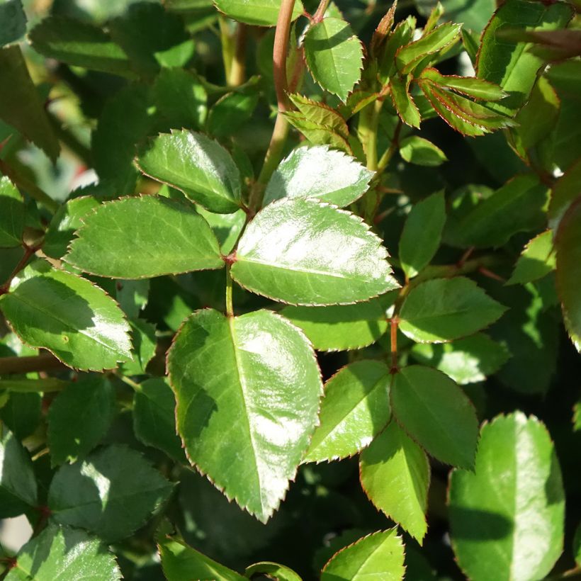 Rosa The Faun - Bodendecker-Rose (Foliage)
