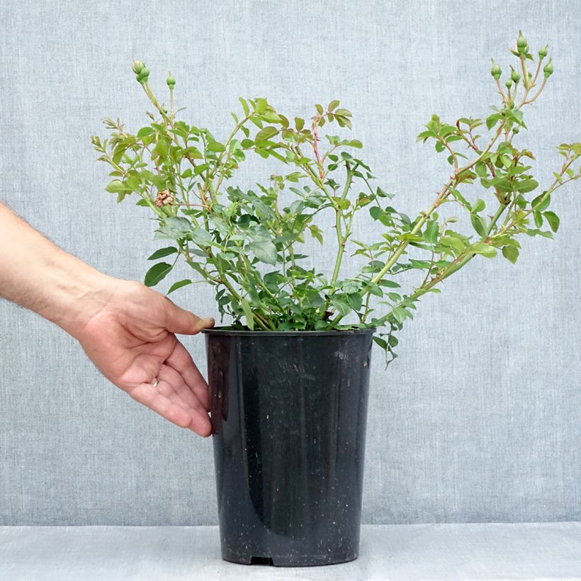 Example of Rosa The Faun - Bodendecker-Rose Topf mit 4L/5L as you get in ete