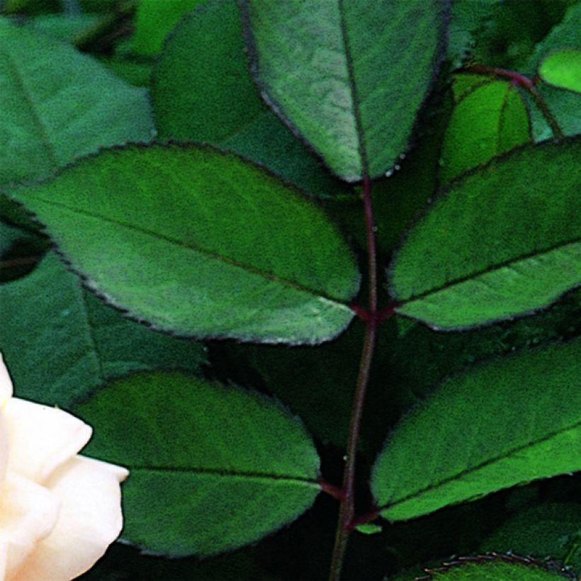 Rosa A Shropshire Lad - Englische Rose (Foliage)