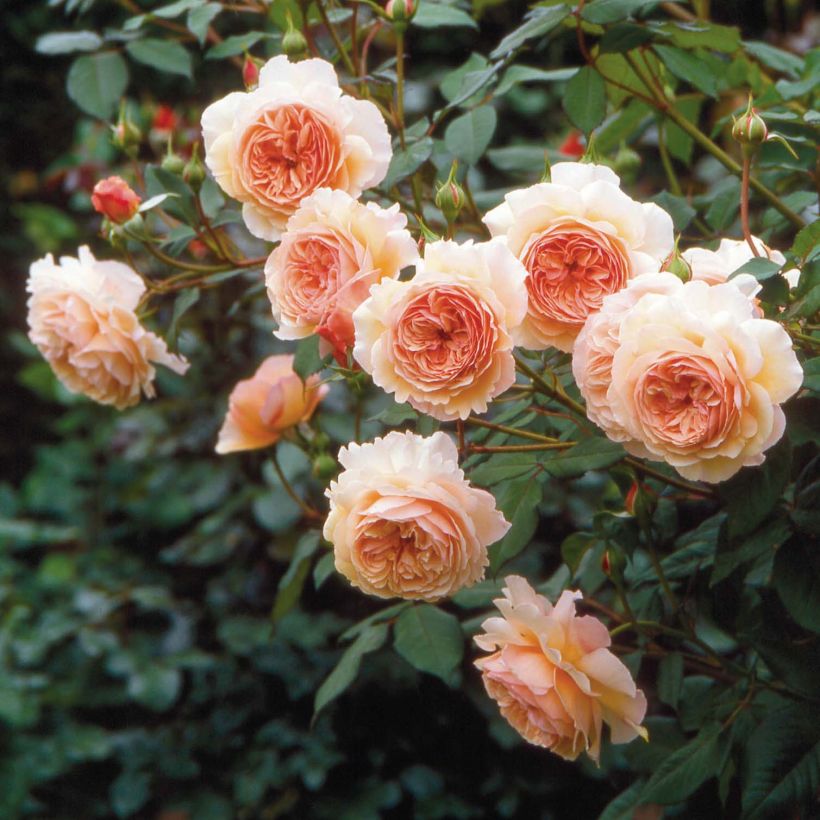 Rosa A Shropshire Lad - Englische Rose (Flowering)