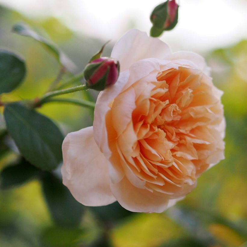 Rosa Abraham Darby - Englische Rose (Flowering)