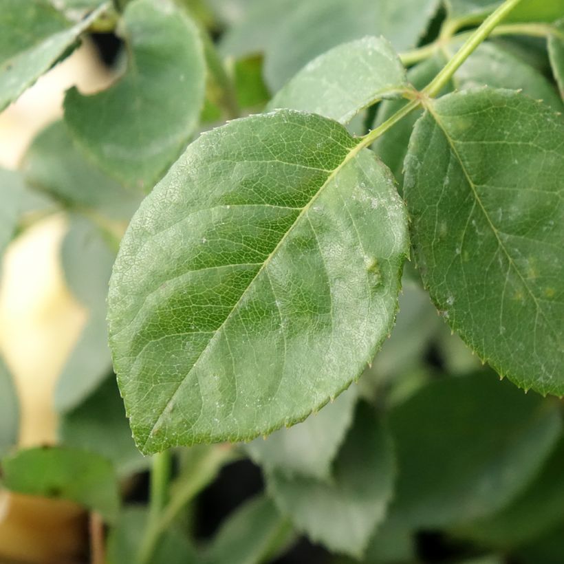Rosa Bring Me Sunshine - Englische Rose (Foliage)