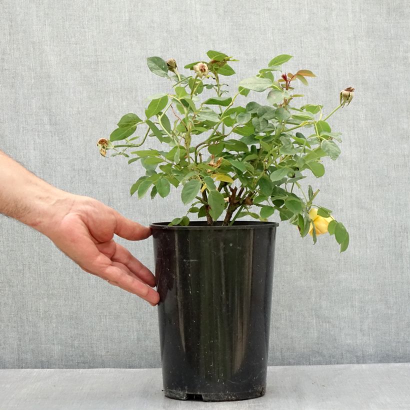Example of Rosa Bring Me Sunshine - Englische Rose Topf mit 4L/5L as you get in ete