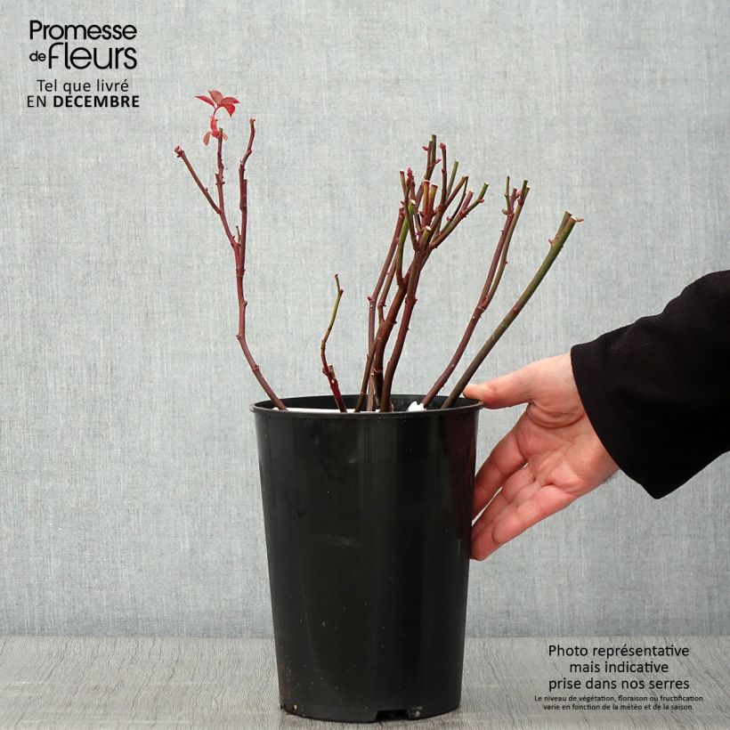 Example of Rosa Brother Cadfael - Englische Rose Topf mit 4L/5L as you get in automne