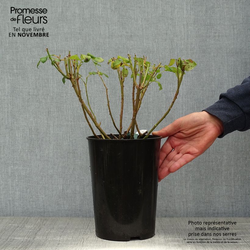 Example of Rosa Charles Darwin - Englische Rose Topf mit 4L/5L as you get in automne