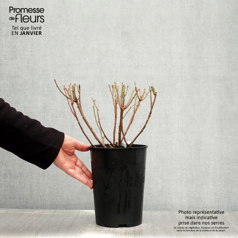 Exemplar von Rosa Charles Darwin - Englische Rose Topf mit 4L/5L wie im Winter geliefert