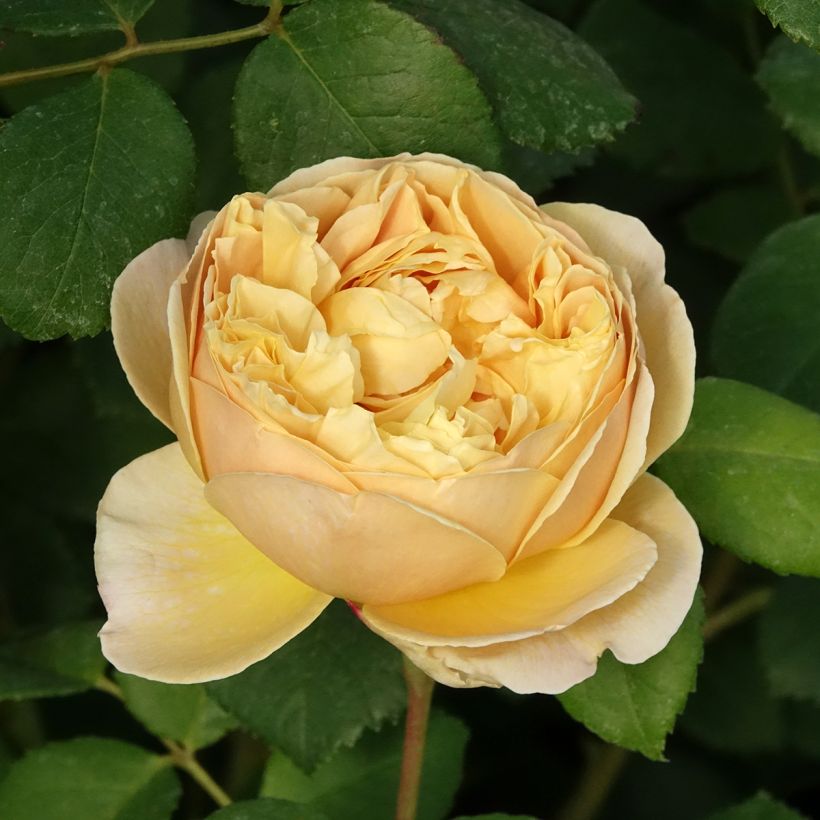 Rosa Charles Darwin - Englische Rose (Blüte)
