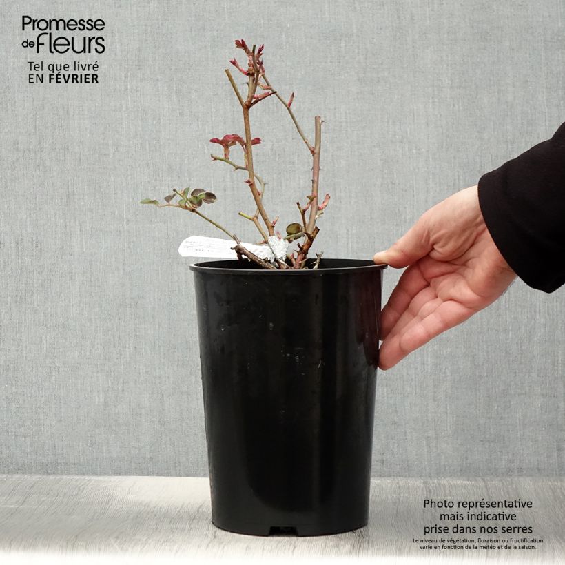 Exemplar von Rosa Dame Judi Dench - Englische Rose Topf mit 4L/5L wie im Winter geliefert