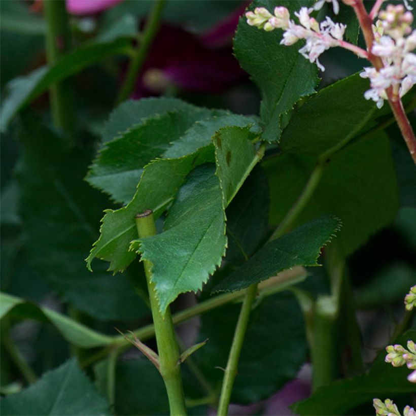 Stammrose David Austin Darcey Bussel (Foliage)
