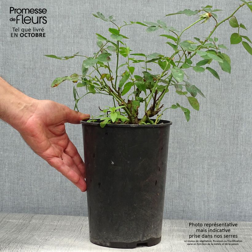 Example of Rosa Darcey Bussel - Englische Rose Topf mit 4L/5L as you get in automne