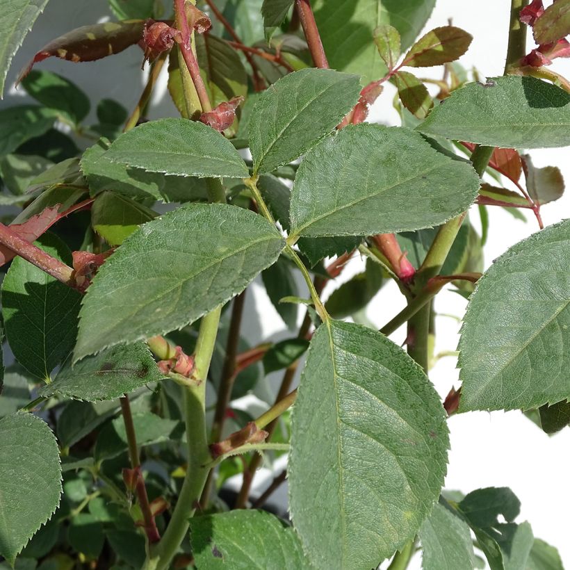 Stammrose David Austin Desdemona (Foliage)