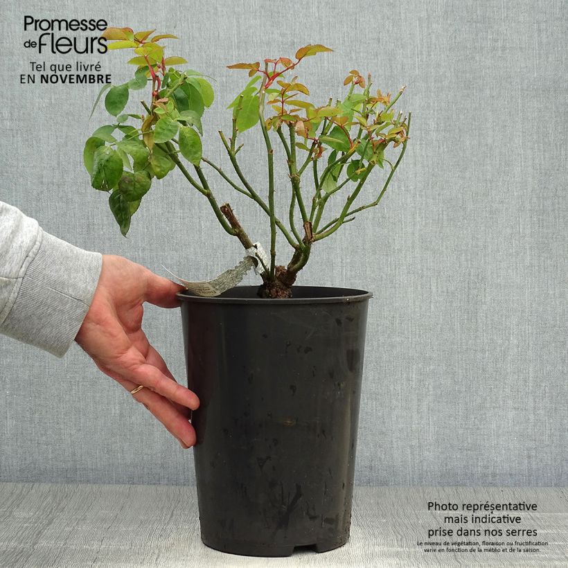 Example of Rosa Eglantyne - Englische Rose Topf mit 4L/5L as you get in automne