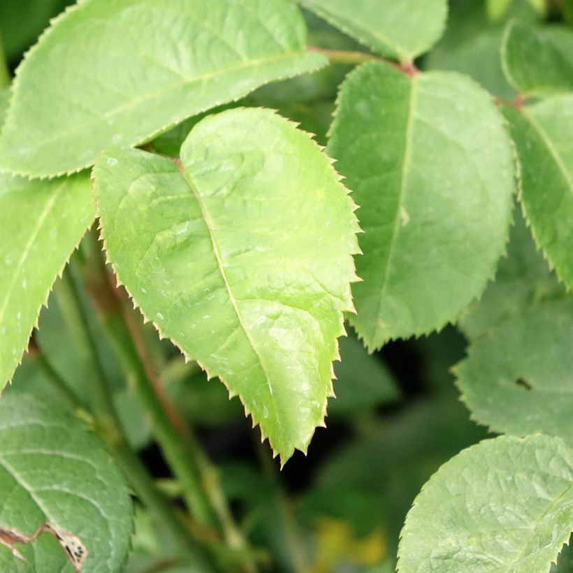Rosa Elizabeth Ausmajesté - Englische Rose (Foliage)
