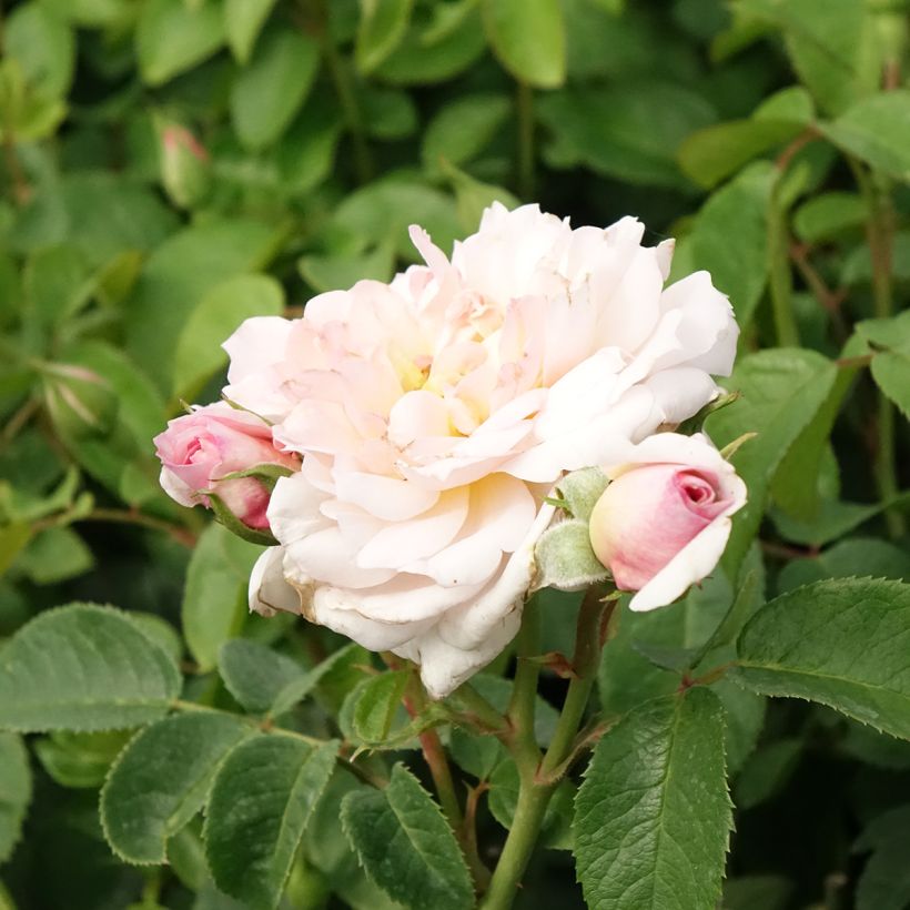Rosa Elizabeth Ausmajesté - Englische Rose (Flowering)