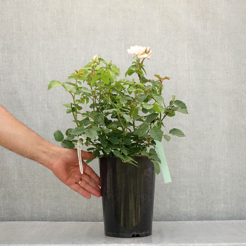 Example of Rosa Elizabeth Ausmajesté - Englische Rose Topf mit 4L/5L as you get in ete