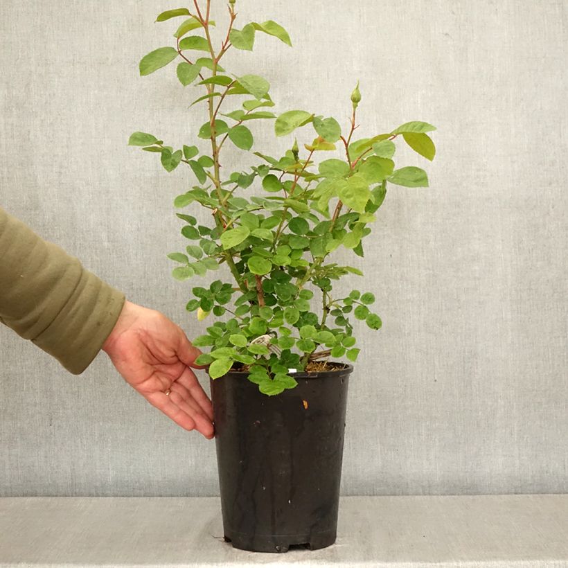 Exemplar von Rosa Elizabeth Ausmajesté - Englische Rose Topf mit 4L/5L wie im Frühjahr geliefert