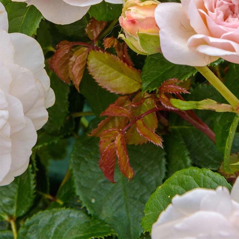Rosa Emily Brontë - Englische Rose (Foliage)