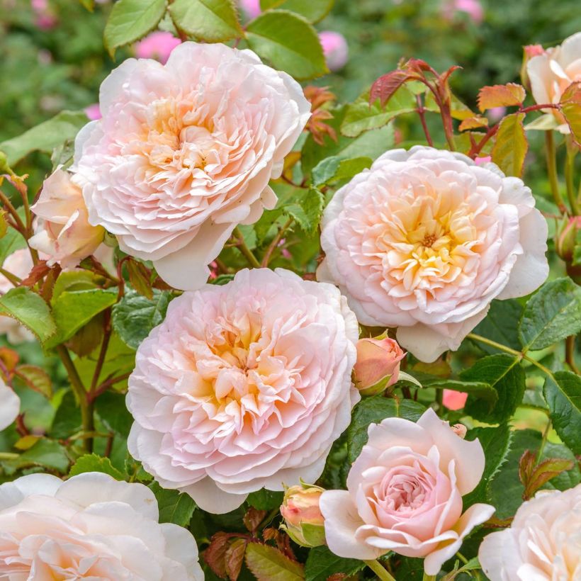 Rosa Emily Brontë - Englische Rose (Flowering)