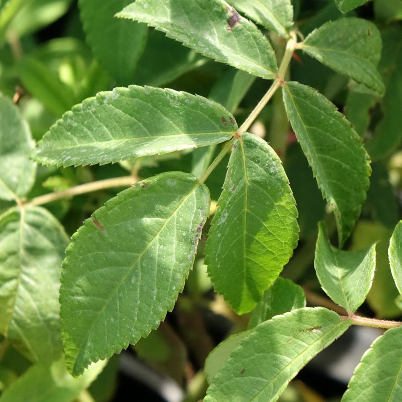 Rosa Gentle Hermione - Englische Rose (Foliage)