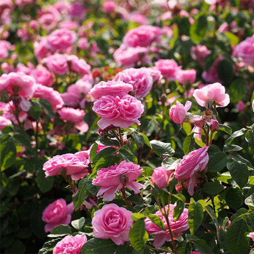 Rosa Gertrude Jekyll - Englische Rose (Flowering)