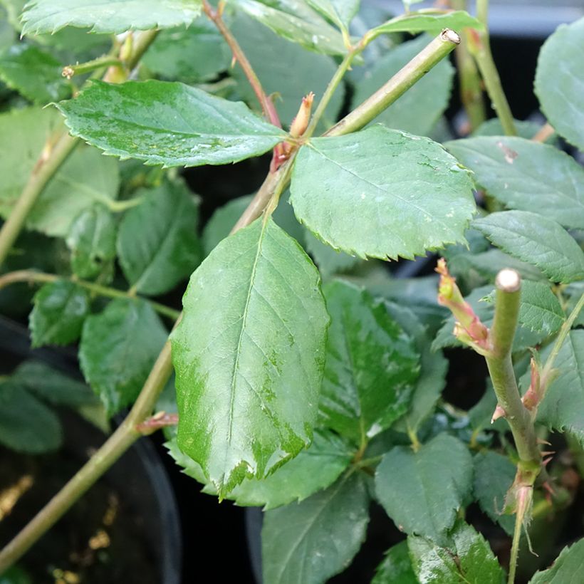 Rosa Golden Celebration - Englische Rose (Foliage)