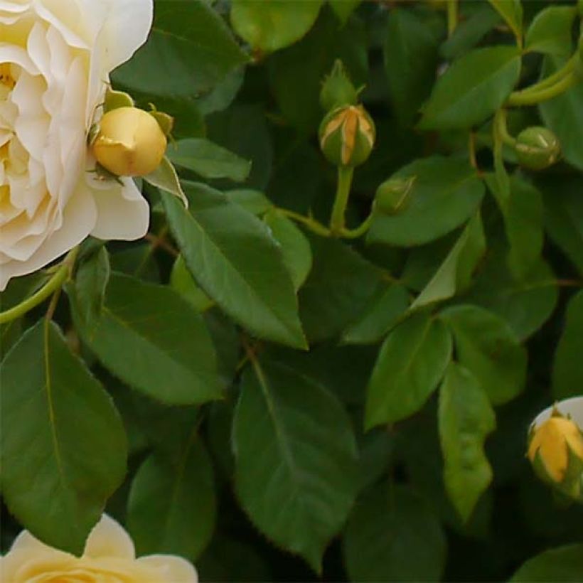 Rosa Graham Thomas - Englische Rose (Foliage)