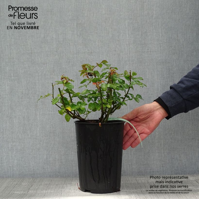 Example of Rosa Imogen - Englische Rose Topf mit 4L/5L as you get in automne