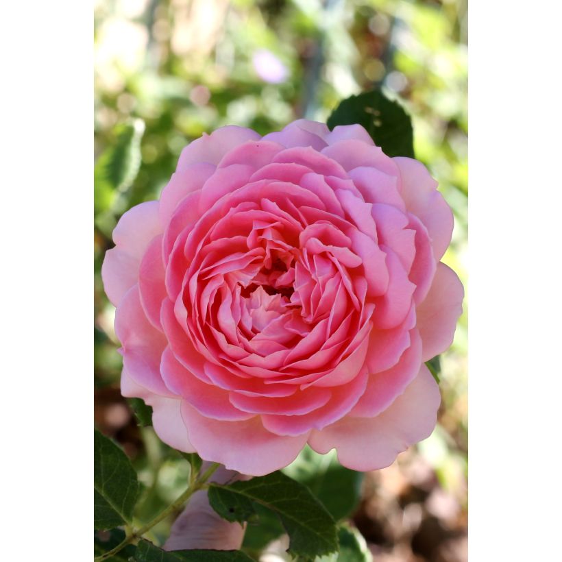 Rosa Jubilee Celebration - Englische Rose (Flowering)