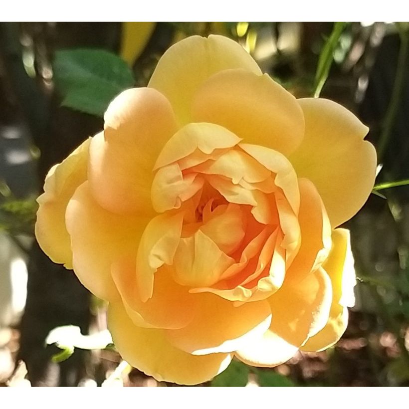 Rosa Lady Of Shalott - Englische Rose (Flowering)