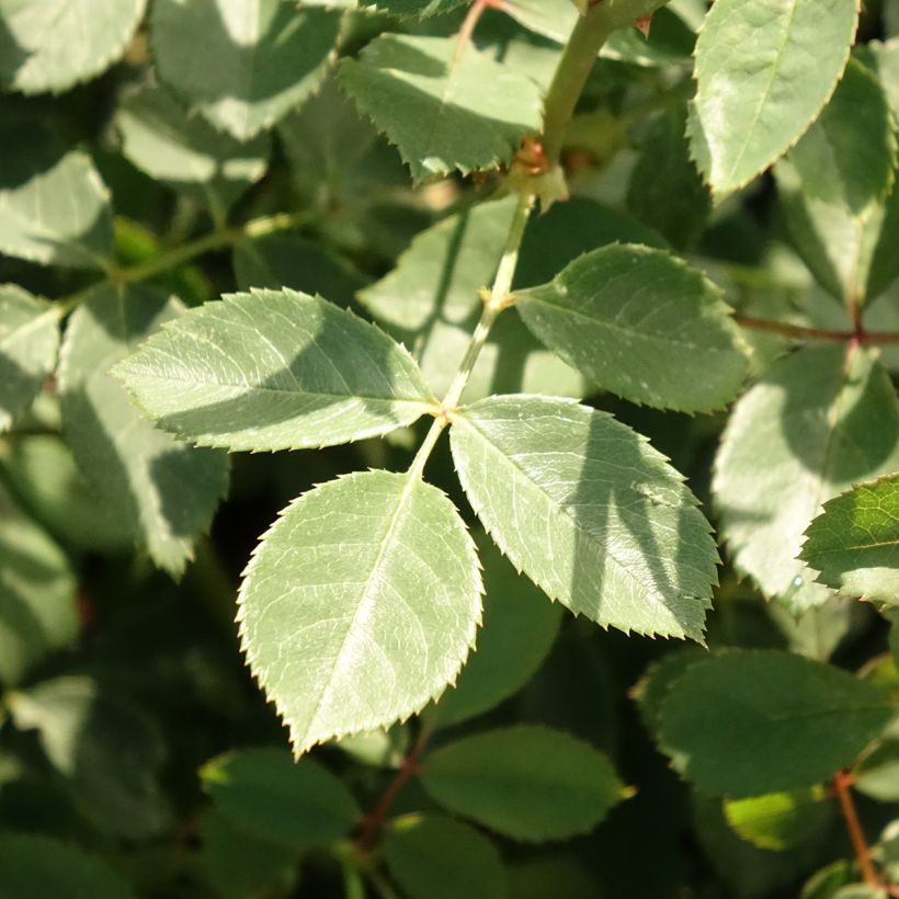 Rosa Lady Of Shalott - Englische Rose (Foliage)