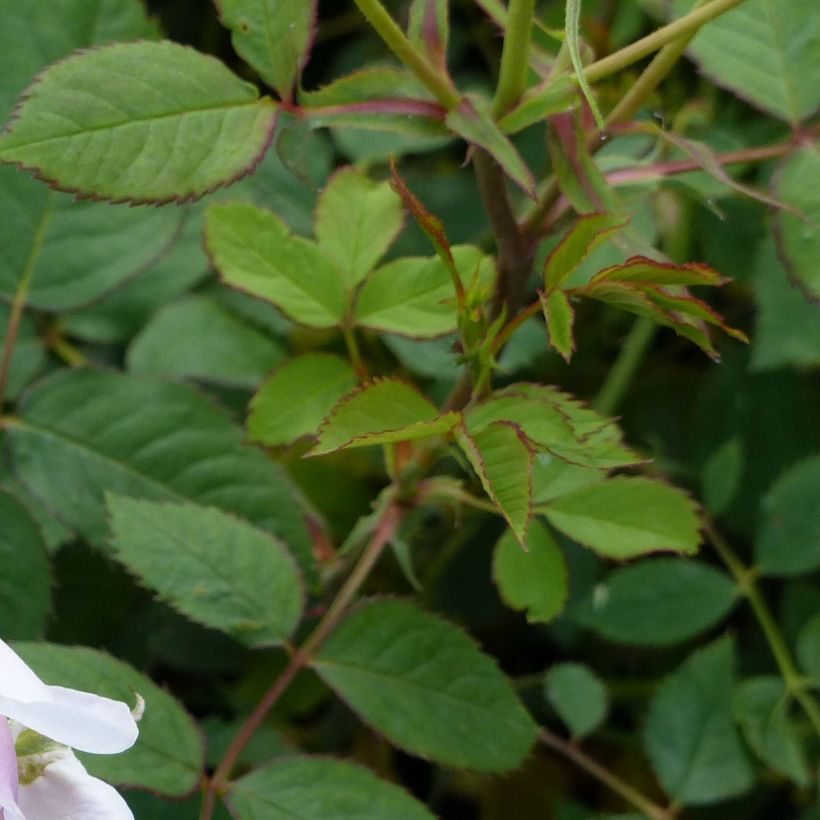 Rosa Lady Salisbury - Englische Rose (Foliage)