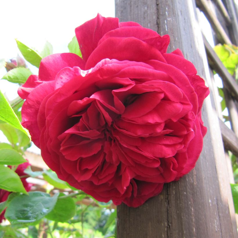 Rosa LD Braithwaite - Englische Rose (Flowering)